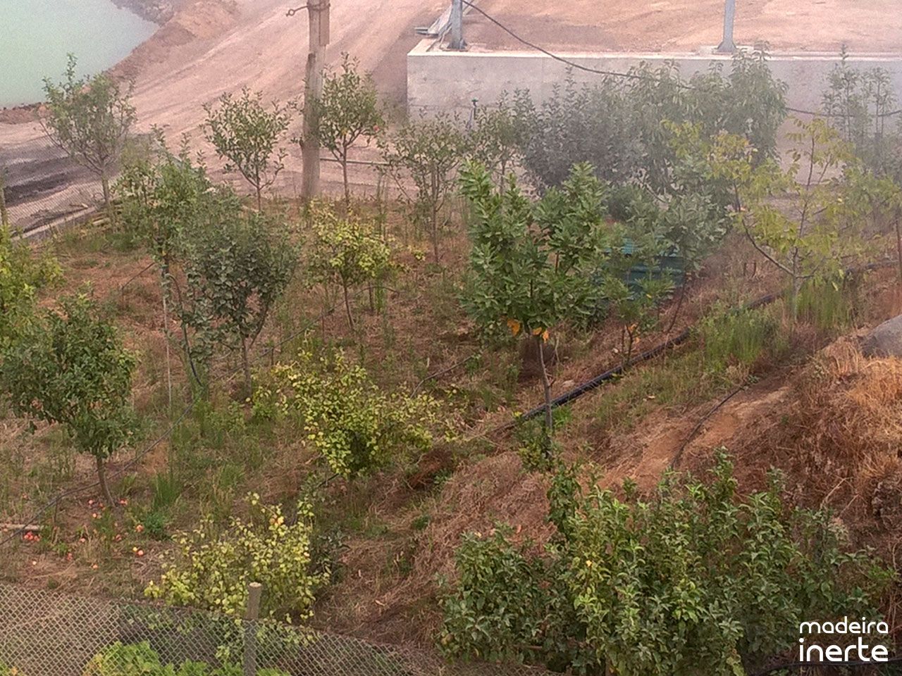 Plantação de Árvores 1